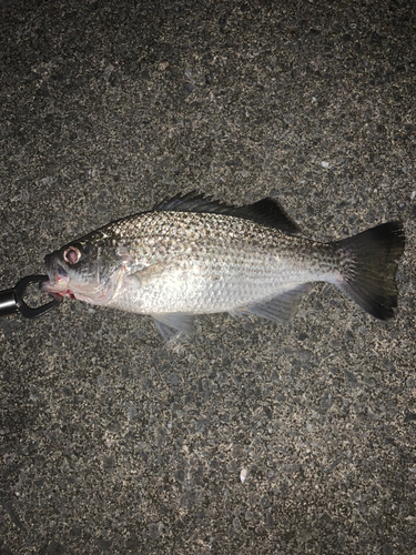 オオクチユゴイの釣果