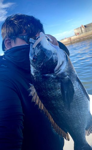 チヌの釣果