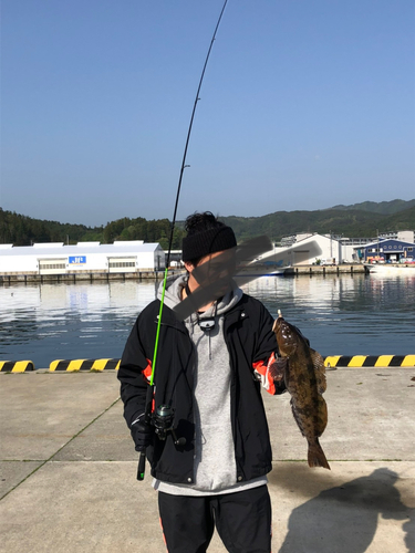 アイナメの釣果