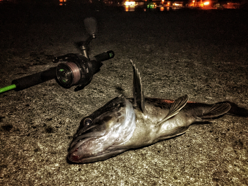 クロソイの釣果