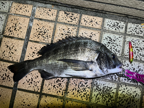 クロダイの釣果