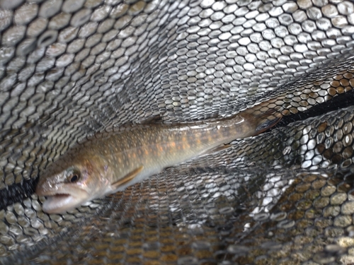 ニッコウイワナの釣果