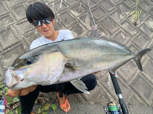 カンパチの釣果