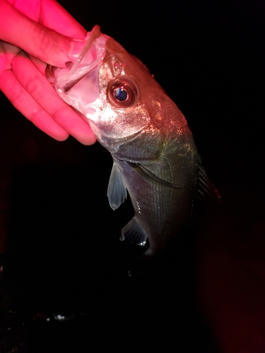 セイゴ（マルスズキ）の釣果