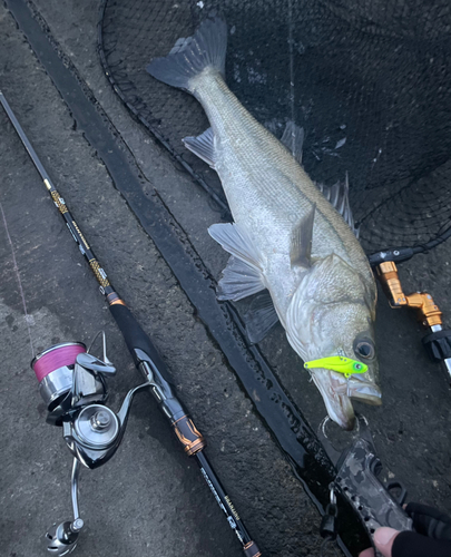 シーバスの釣果