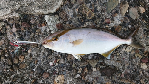 ネリゴの釣果