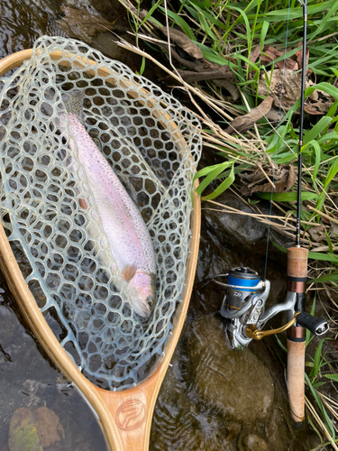 ニジマスの釣果