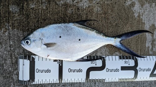 コバンアジの釣果