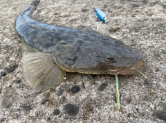 マゴチの釣果