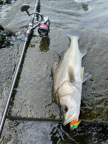 スズキの釣果