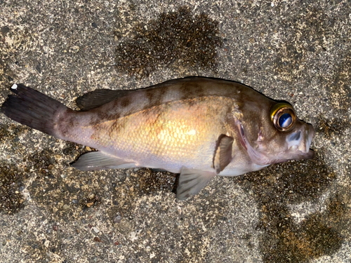 メバルの釣果