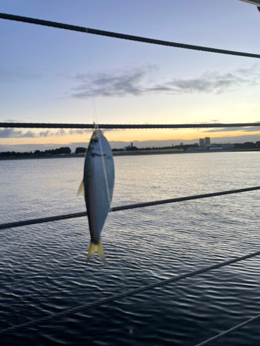 サッパの釣果