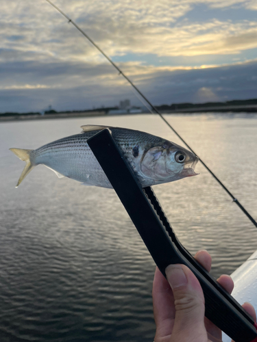 コノシロの釣果