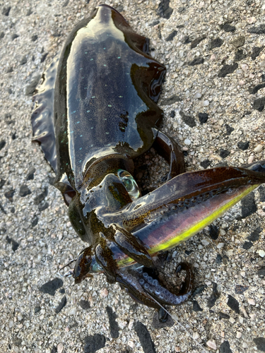 アオリイカの釣果