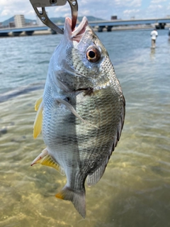 キビレの釣果