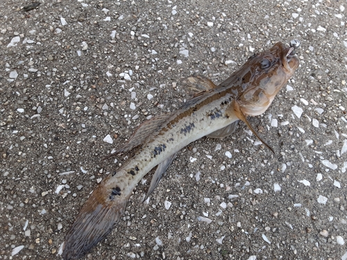 ウロハゼの釣果