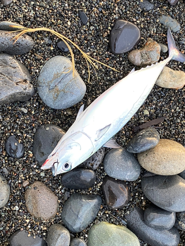 ソウダガツオの釣果