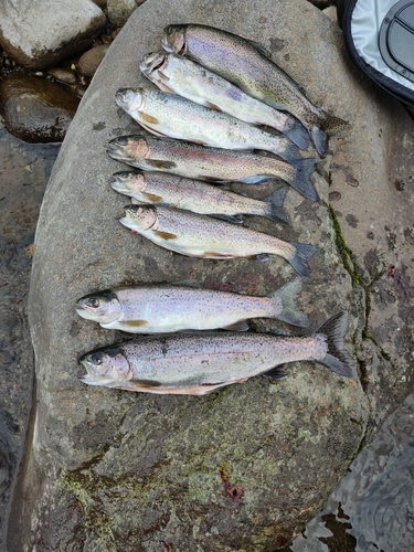 ニジマスの釣果