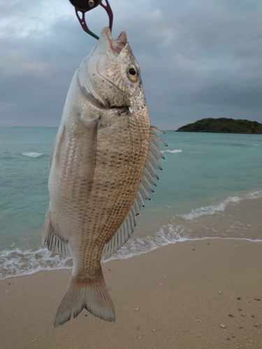 ミナミクロダイの釣果