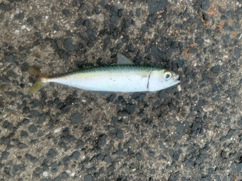 サバの釣果