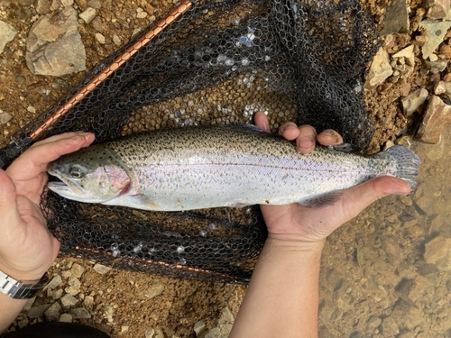 ニジマスの釣果