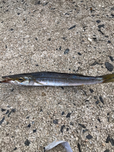 カマスの釣果