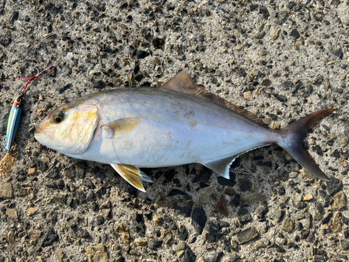 ネリゴの釣果