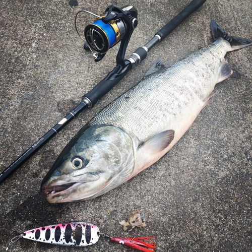 アキアジの釣果