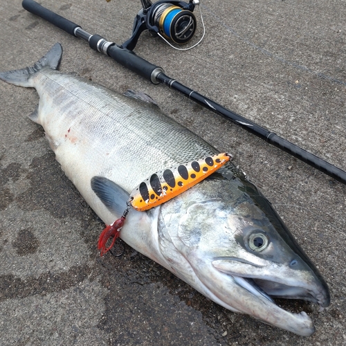 アキアジの釣果