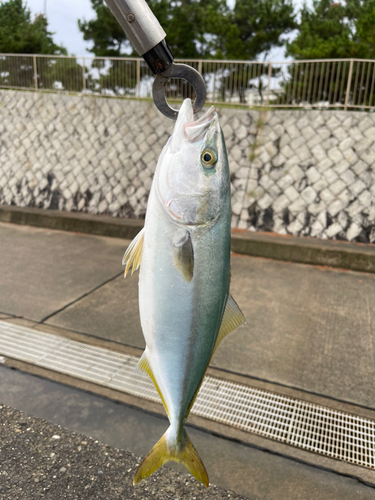 ハマチの釣果