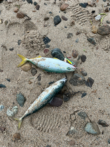 ツバイソの釣果