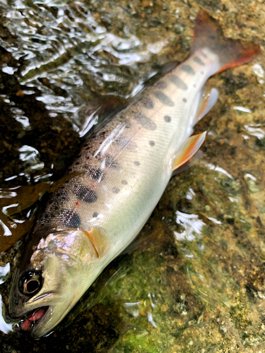 ヤマメの釣果