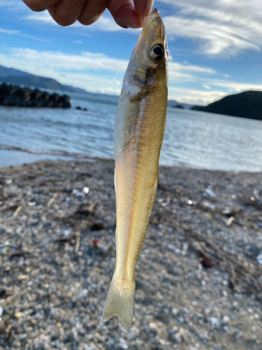 キスの釣果