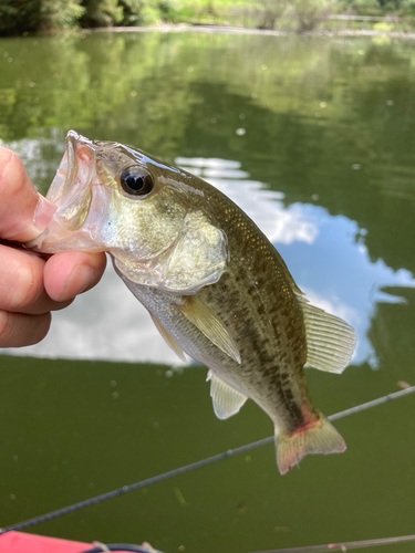 ラージマウスバスの釣果