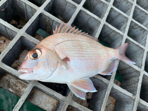 チャリコの釣果