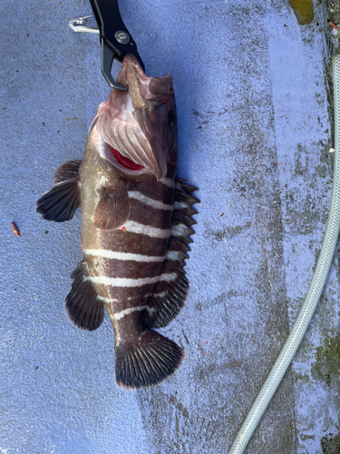 マハタの釣果