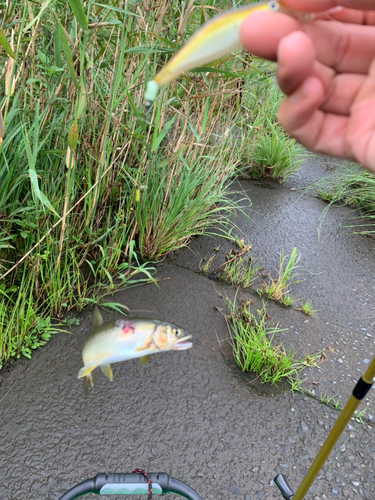 アユの釣果