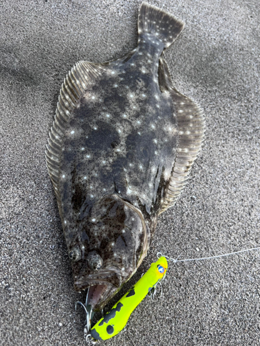 ヒラメの釣果