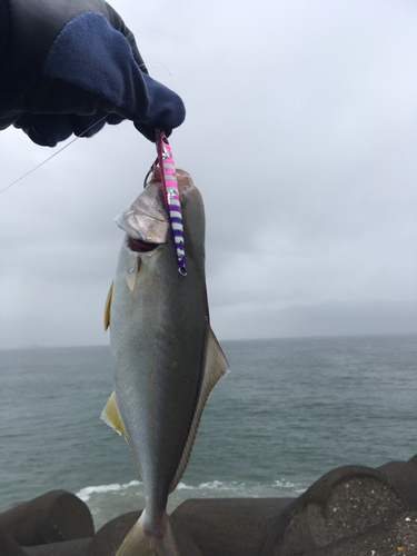 ショゴの釣果