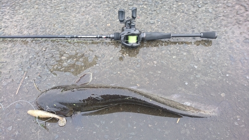 マナマズの釣果