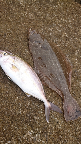 ヒラメの釣果