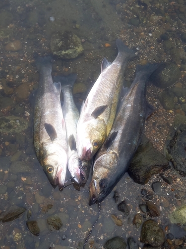 シーバスの釣果