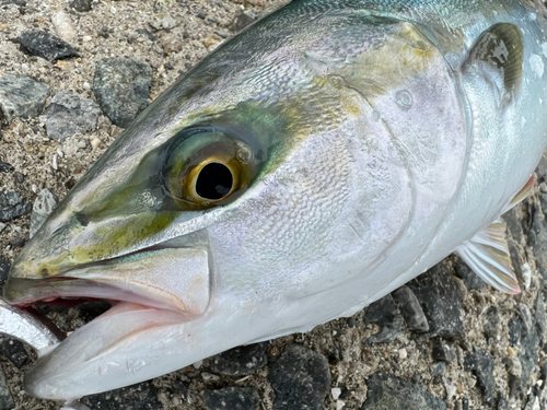 ハマチの釣果