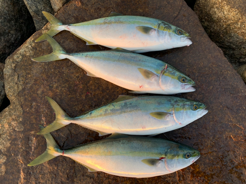 ハマチの釣果