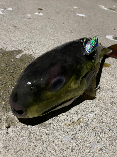 クロサバフグの釣果