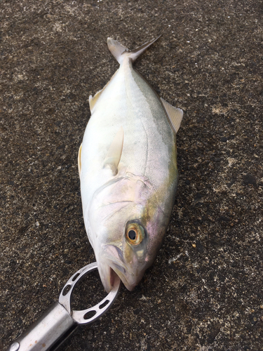 ショゴの釣果