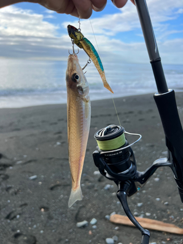 キスの釣果