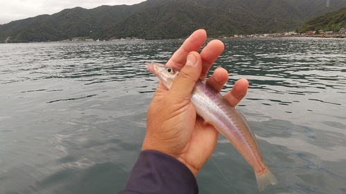 キスの釣果