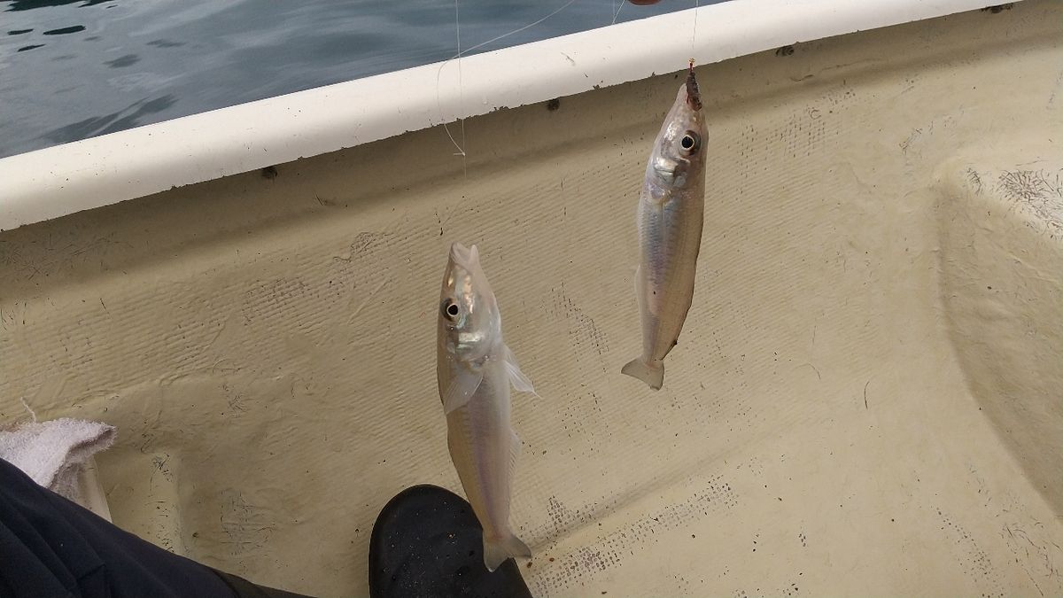 遥の父さんの釣果 2枚目の画像