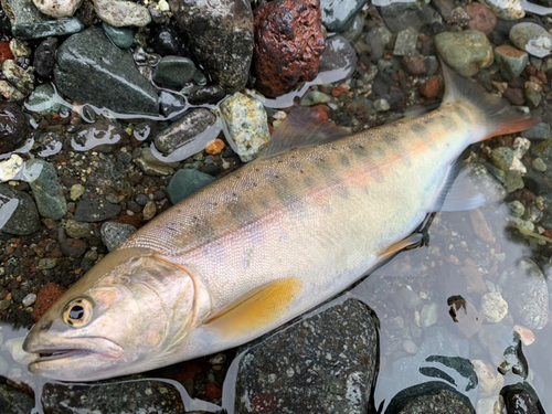 ヤマメの釣果